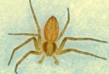 willow tree spiders