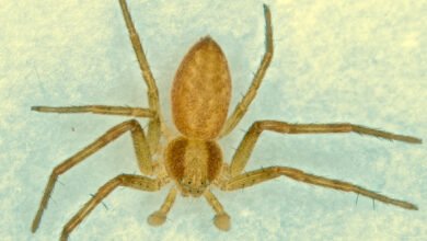 willow tree spiders