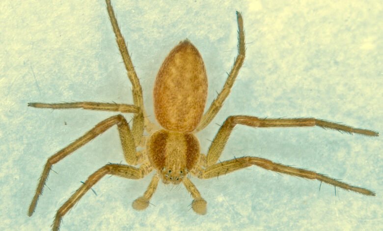willow tree spiders