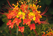mexican bird of paradise