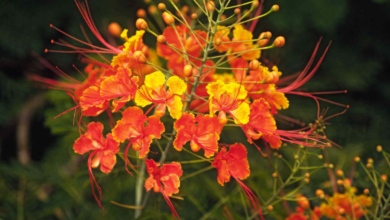 mexican bird of paradise