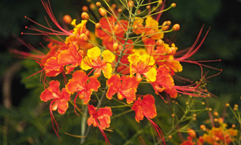 mexican bird of paradise