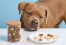 can dogs have almonds