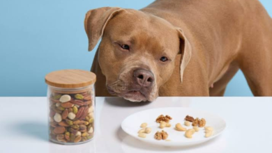 can dogs have almonds