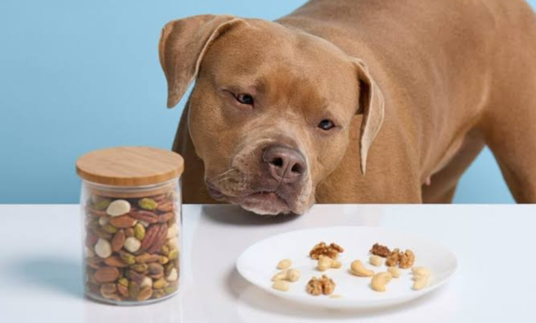 can dogs have almonds