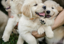 how long do golden retrievers live