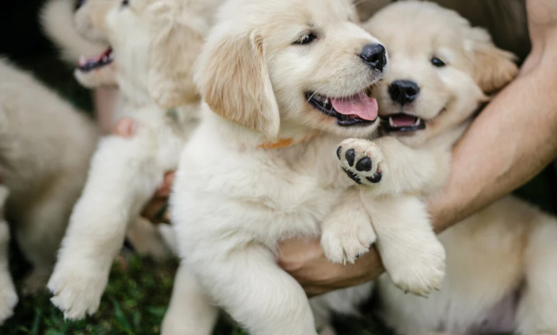 how long do golden retrievers live
