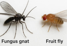 fruit flies vs gnats
