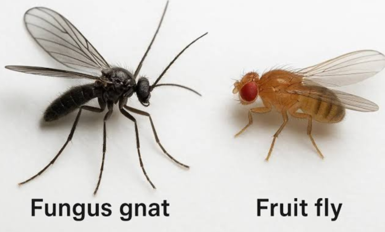 fruit flies vs gnats